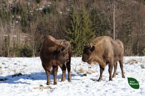 Лісівники облікують мешканців лісових угідь